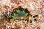 Plakobranchoidea
