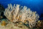Subergorgia