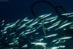 Carangaria