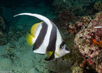 Chaetodontidae