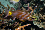 Apogonidae