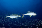 Carangiformes