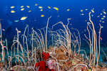 Octocorals