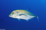 Caranx