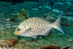 Centrarchiformes