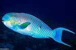 Scarinae
