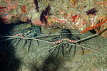 Panulirus