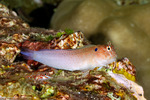 Blenniidae