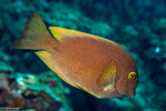 Acanthuridae