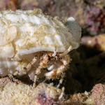 Diogenidae