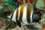 Acanthuriformes