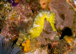 Syngnathiformes