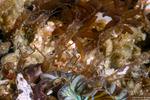 Sedentaria