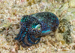 Decapodiformes