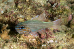 Apogonidae