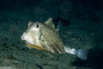 Boxfishes