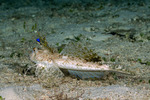 Callionymidae