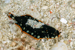 Pleuronectiformes
