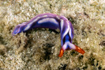 Sea Slugs