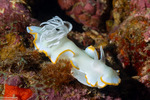 Chromodorididae