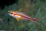 Apogoninae