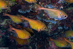 Acropomatiformes