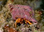 Diogenidae