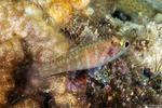Apogonidae