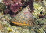Sea Snails