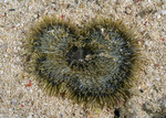 Cnidaria