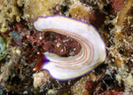 Rhabditophora