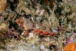 Callionymidae