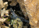 Dendrobranchiata