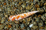 Conoidea