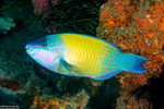 Scarus