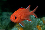 Holocentridae
