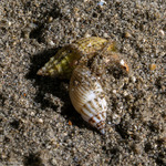 Buccinoidea