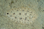 Pleuronectiformes