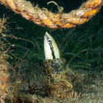 Blenniiformes