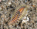 Amphinomida
