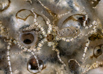 Metophiurida