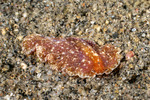 Pseudoceros