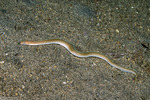 Muraenidae