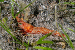 Dendrobranchiata