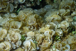 Dictyotaceae