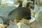 Pomacentrus