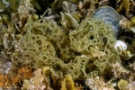 Scytosiphonaceae